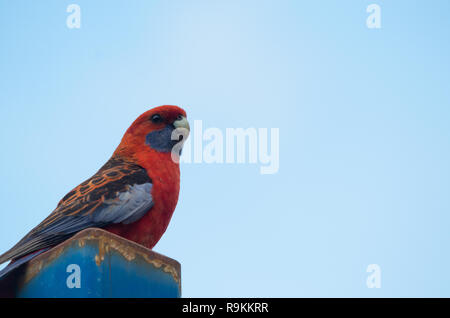 Schöne Crimson Rosella thront auf einem blauen sonnigen Tag Stockfoto