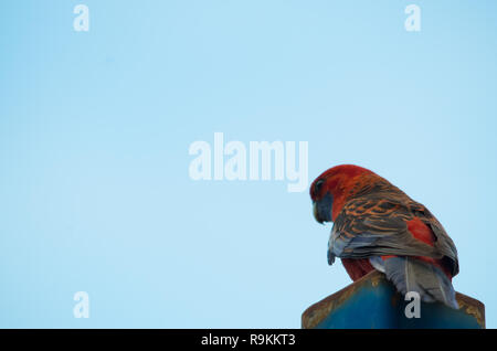 Schöne Crimson Rosella thront auf einem blauen sonnigen Tag Stockfoto
