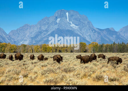 Mount Moran und Bison, Grand Teton National Park, Wyoming Stockfoto