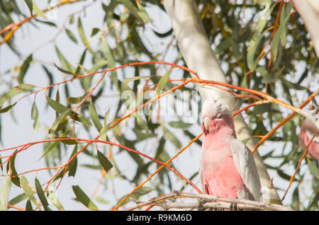 Galah thront in einem Baum am späten Nachmittag ausruhen Stockfoto