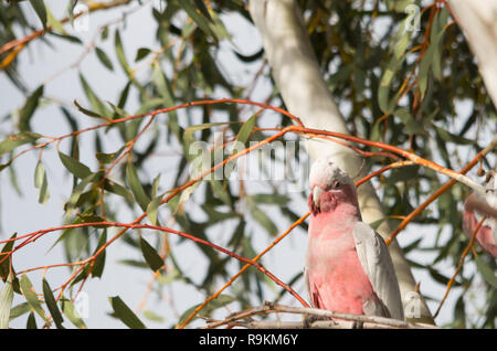 Galah thront in einem Baum am späten Nachmittag ausruhen Stockfoto