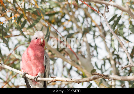 Galah thront in einem Baum am späten Nachmittag ausruhen Stockfoto