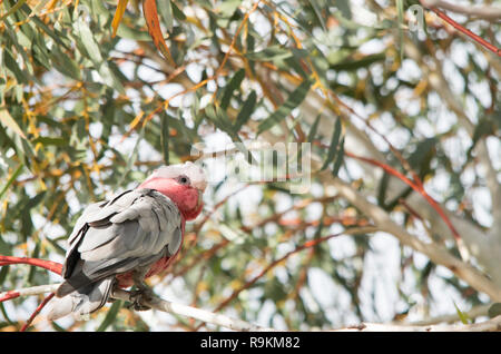 Galah thront in einem Baum am späten Nachmittag ausruhen Stockfoto