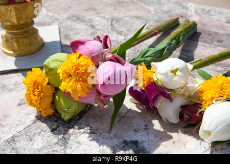 Lotus Flower religiösen Angebot am Wat Na Phramane, Ayutthaya, Thailand Stockfoto