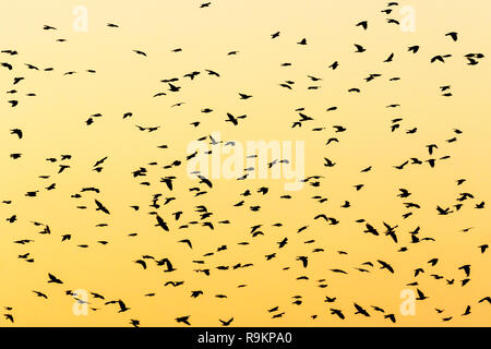 Silhouetten von fliegenden Vögeln Herde in der Dämmerung Stockfoto