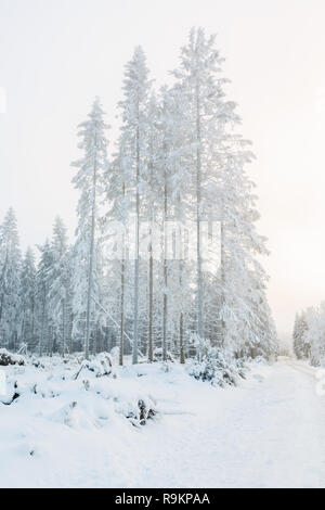 Frost bedeckt Fichten in einem Wald mit kaltem Nebel Stockfoto