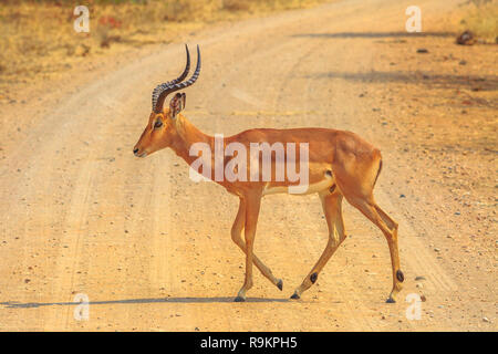 Männliche Impala Seitenansicht, Arten Aepyceros melampus Die gemeinsame afrikanische Antilope von Kruger Nationalpark in Südafrika. c Stockfoto