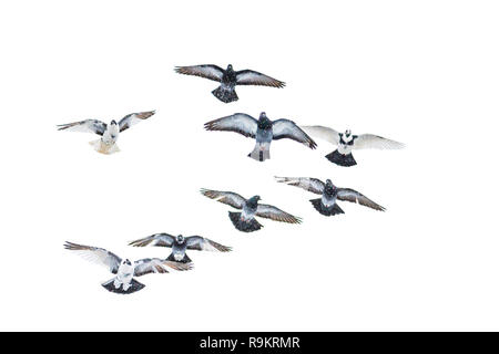 Tauben durch den verschneiten Himmel, Wildnis fliegen, erste Frühling Tage Stockfoto