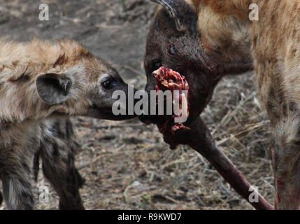 Mutter Tüpfelhyänen und Cub teilen eine Antilope töten, rotes Fleisch, Krüger Nationalpark, Südafrika Stockfoto