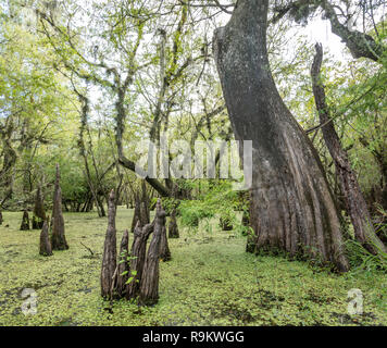 Süßwasser Florida Sumpf mit Cypress Tree Knie und Wasser Flitter Stockfoto