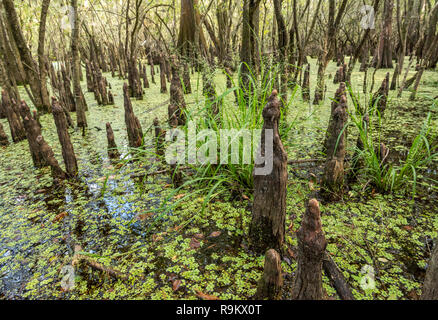 Eine Armee von Cypress Tree Knie und Wasser Flitter im Süßwasser Florida Sumpf Stockfoto