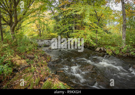 Donnernde Bach Trail, Green Mountain National Forest, Woodstock, VT Stockfoto