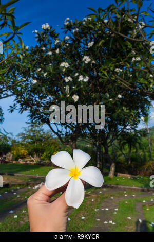 Eine plumeria Flower auf Hand in Bali. Stockfoto