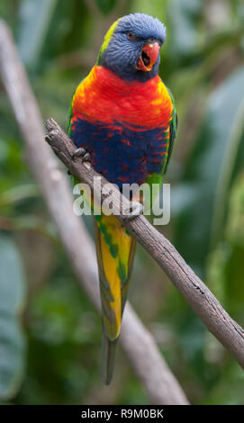 Ein Rainbow Lorikeet (trichoglossus Moluccanus) auf eine Niederlassung in Australien gehockt Stockfoto