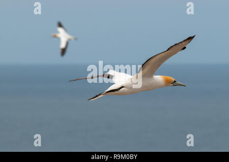 Ein paar der Australasian Basstölpel (Morus serrator) fliegen über die Kolonie am Cape Kidnapper, Neuseeland Stockfoto