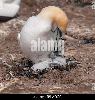 Eine Gannett zu einem Küken im Cape Kidnapper Kolonie neigen, Neuseeland Stockfoto