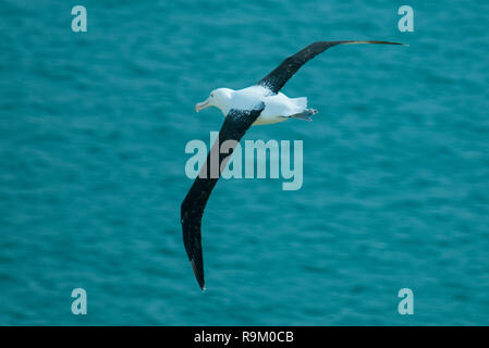 Eine nördliche Royal Albatross (Diomedea sanfordi) gleiten gemächlich aus die Halbinsel Otago, Neuseeland Stockfoto