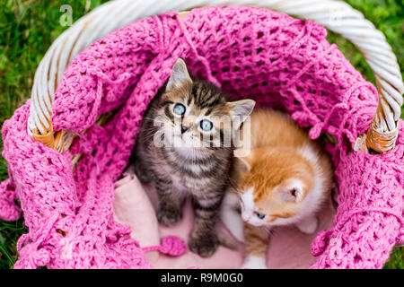 Cute Baby gestreiften Kätzchen im Korb mit gestrickten Schal rosa auf grünem Gras im Freien. Grau tabby Kitten sucht Stockfoto