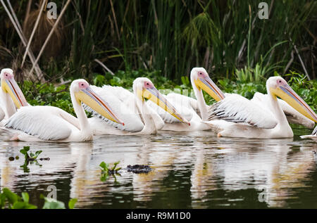 Pelikan Vogel in Afrika. ein wasservögel Pelican Stockfoto