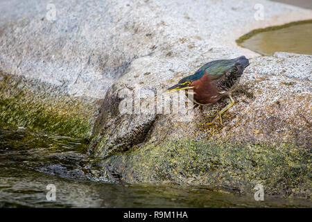 Schöne mindestens Rohrdommel Vogel schließen die Jagd auf Wasser Stockfoto