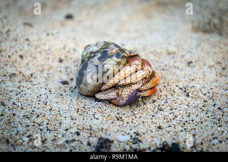 Einsiedlerkrebs in Seashell kriechen auf dem Ufer niemand Stockfoto