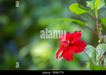 El Yunque National Forest Puerto Rico malerischen Blick Ziel Stockfoto