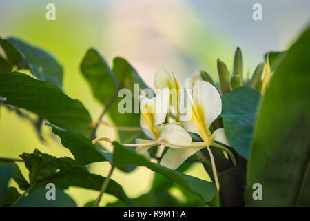 El Yunque National Forest Puerto Rico malerischen Blick Ziel Stockfoto