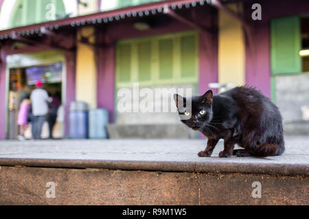 Schöne süße Katze auf der Straße wild Obdachlose am Tag Stockfoto