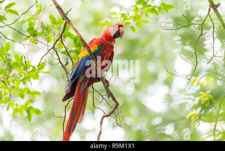 Hellrote Ara (Ara macao), große, rote, gelbe und blaue Zentral- und Südamerikanischen Papageis. Stockfoto