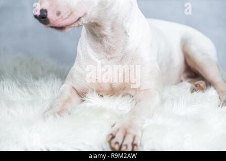 Portraitfoto von Bull Terrier Hund mit leeren Blue Space Stockfoto