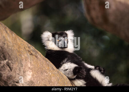 Schwarze und weiße Vari Varecia variegate in Madagaskar gefunden. Stockfoto