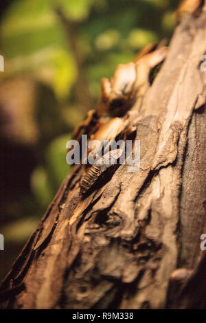 Zentrale amerikanische Wald Kakerlake Madagaskar giganteus in Regenwälder in Südamerika gefunden. Stockfoto