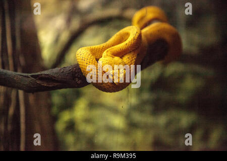 Gelb Wimpern Viper snake Anolis schlegelii Spulen seinen Körper um einen Ast. Stockfoto