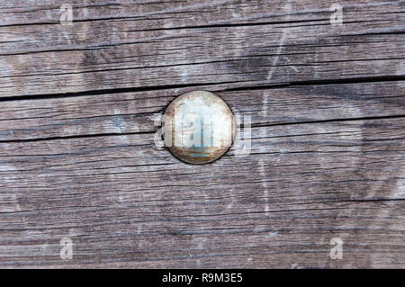 Eine Chrom runden Kopf aus einer Schraube in einer Holzplatte Stockfoto
