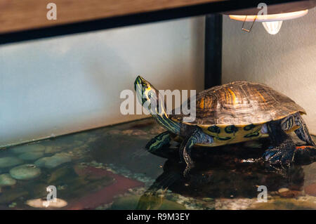 Teich Slider turtle Sitzen auf den Stein über dem Wasser im Aquarium Stockfoto