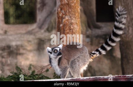 Ring tailed lemur Lemur catta ist eine bedrohte Art in Madagaskar gefunden Stockfoto