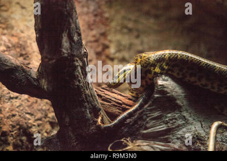 Gelbe Anaconda Schlange Eunectes notaeus wird auch als das Wasser boa bekannt und liegt im Amazon gefunden. Stockfoto