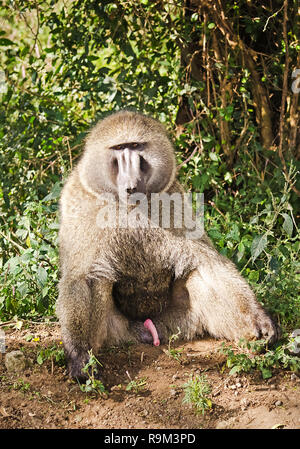 Pavian. Marmosetten Affen afrikanische Savanne. Pavian in ihrem natürlichen Lebensraum Stockfoto