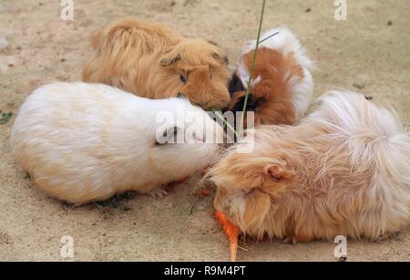 Cute behaarten Meerschweinchen Stockfoto