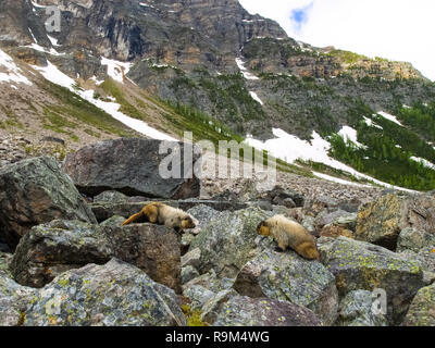 Kanadische groundhog auf Stein Felsbrocken. Wildlife Kanada. Stockfoto