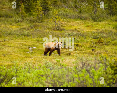 Grizzly Bären auf Forest Lawn. Bär auf der Suche nach Nahrung. Stockfoto