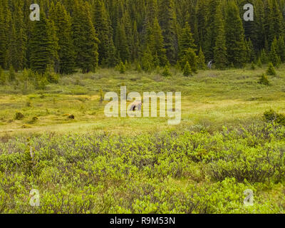 Grizzly Bären auf Forest Lawn. Bär auf der Suche nach Nahrung. Stockfoto