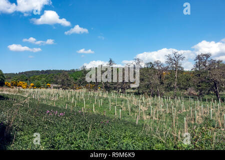 Baum neuanpflanzungsverbots am offenen Raum in der Nähe der alten Strathspey Railway Blacksboat Station aus River Spey wo B 9138 den Fluss in Morayshire Schottland Großbritannien Kreuze Stockfoto