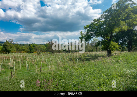 Baum neuanpflanzungsverbots am offenen Raum in der Nähe der alten Strathspey Railway Blacksboat Station aus River Spey wo B 9138 den Fluss in Morayshire Schottland Großbritannien Kreuze Stockfoto