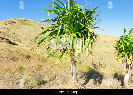 Pandanus Baum Frucht, Fiji, Südsee Inseln, Pazifik Stockfoto