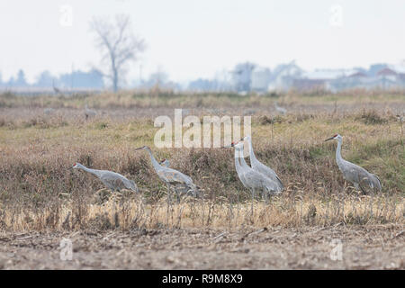 Mehrere Kanadakranichen, alle in die gleiche Richtung, versammeln sich in einem Feld von Gras. Stockfoto