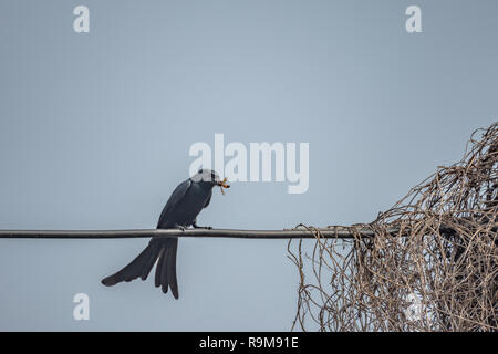 Schwarz Drongo [Dicrurus macrocercus] essen eine Wespe Stockfoto