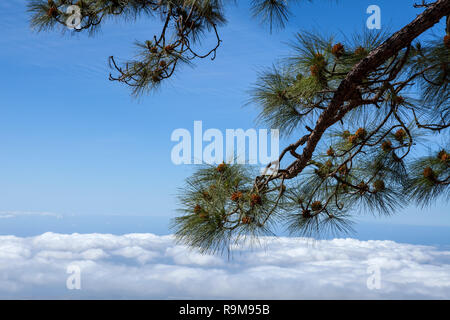 Grüne Kanarische Kiefern- und Berge Landschaft auf Teneriffa Stockfoto