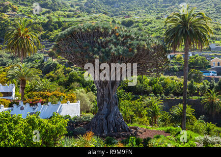 Blick auf den Botanischen Garten und den berühmten tausendjährige Baum Drago in Icod de los Vinos, Teneriffa, Kanarische Inseln Stockfoto