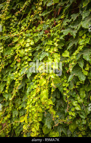 Grüne Kriechgang oder Bergsteiger anlage Hintergrund. Stockfoto